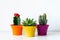 Various flowering cactus and succulent plants in bright colorful flower pots against white wall. House plants on white shelf.