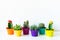 Various flowering cactus and succulent plants in bright colorful flower pots against white wall. House plants on white shelf.