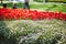 Various flowers blossoming in Gulhane park, historical urban park in the Eminonu district of Istanbul, Turkey