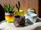 Various flowers and cactus plants with many geometric concrete planters. Painted concrete pots for home decoration