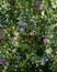 Various flowers of Cape milkvetch. Polygala myrtifolia