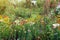 Various flowers in garden in rain on summer day