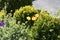 Various flowers and plants in tiny home garden in Kastrup