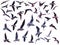 Various flying seagulls isolated on a white background