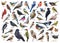 Various forest birds watercolor illustration big set. Hand drawn realistic bird collection with names. Woodpecker, robin