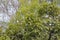 Various Forest Trees with Broad Thin Leaves in the Jungle