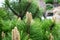 Various fragrant coniferous trees and bushes in a park of stones under the open sky.