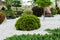 Various fragrant coniferous trees and bushes in a park of stones under the open sky.