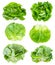 Various fresh green butterhead lettuces cutout