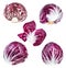 Various fresh heads and leaf of Radicchio plant