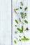 Various fresh herbs from the garden holy basil flower, basil flo