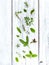 Various fresh herbs from the garden holy basil flower, basil flo