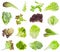 Various fresh leaves of lettuce isolated