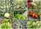 Various fresh organic natural vegetable agriculture collage