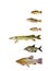 Various freshwater fish collection isolated on white background