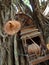 Various generic wooden religious items adorning a holy tree in B