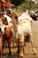 various goat expressions when photographed at the animal market.