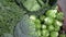 Various green cabbages in basked rotating on daylight