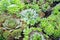 Various green cactus plant with spikes and other houseplants in small pots in garden shop