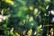 Various green herbs in the forest in the summer