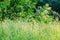 Various green herbs in the forest in the summer