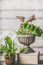 Various green home plants and flowers in pot and planting urn on table at wooden wall background