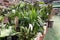 Various green houseplants is sold in store. Flowering indoor plants in small pots in garden shop. Planting of greenery
