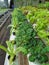 Various green leafy vegetables such as Tatsoi and lettuce planted using hydroponic method.