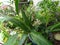 Various green plants in flower garden