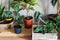 Various green plants in pots next to the wall. Alocasia, ficus, palm, croton, monstera, arrowroot, calathea