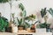 Various green plants in pots next to a wall. Indoor garden, house plants. Minimalistic Scandinavian interior. Alocasia, ficus,