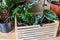 Various green plants in pots next to a wall. Indoor garden, house plants. Minimalistic Scandinavian interior. Alocasia, ficus,