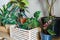 Various green plants in pots next to a wall. Indoor garden, house plants. Minimalistic Scandinavian interior. Alocasia, ficus,