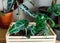 Various green plants in pots next to a wall. Indoor garden, house plants. Minimalistic Scandinavian interior. Alocasia, ficus,