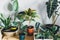 Various green plants in pots next to a wall. Indoor garden, house plants. Minimalistic Scandinavian interior. Alocasia, ficus,