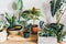 Various green plants in pots next to a wall. Indoor garden, house plants. Minimalistic Scandinavian interior. Alocasia, ficus,