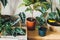 Various green plants in pots next to a wall. Indoor garden, house plants. Minimalistic Scandinavian interior. Alocasia, ficus,