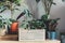 Various green plants in pots next to wall. Indoor garden, house plants. Minimalistic scandinavian interior. Alocasia, ficus, palm,