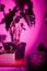 Various green plants in pots next to wall under pink led lamp, fitolamp. Indoor garden, house plants. Alocasia, ficus, palm,