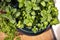 Various herbs in big pot on balcony, close-up, view from above . Home garden. Green plants: mint, basil, oregano leaves. Urban gar