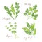 Various herbs illustration