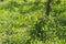 Various herbs and wild flowers composing a beautiful melliferous meadow