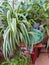 Various house plants close-up, home gardening collection