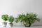 Various house plants in different pots against white wall. Indoor potted plants background with copy space.