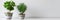 Various house plants in different pots against white wall. Indoor potted plants background. Modern room decoration