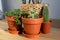 Various house plants, succulent in clay pot, cactus and crassula at wooden table. Urban jungle. Cozy home interior details