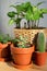 Various house plants, succulent in clay pot, cactus and crassula at wooden table. Urban jungle. Cozy home interior details