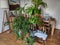 Various houseplants in living room on the wooden floor next to the table and lamp