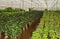 Various houseplants in a plant nursery