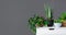 Various houseplants on white table over grey wall